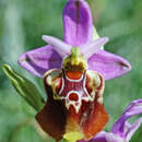 Image of Ophrys fuciflora subsp. apulica O. Danesch & E. Danesch