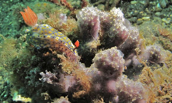 Image of Hypselodoris roo Gosliner & R. F. Johnson 2018