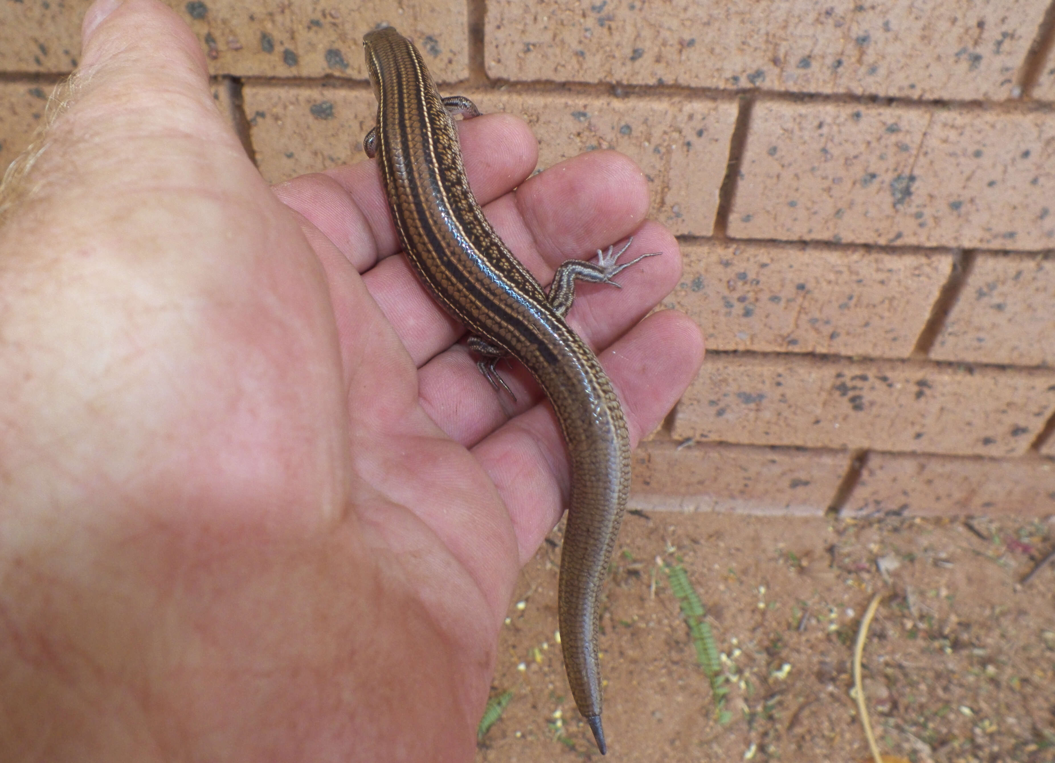 Image of Ctenotus Storr 1964