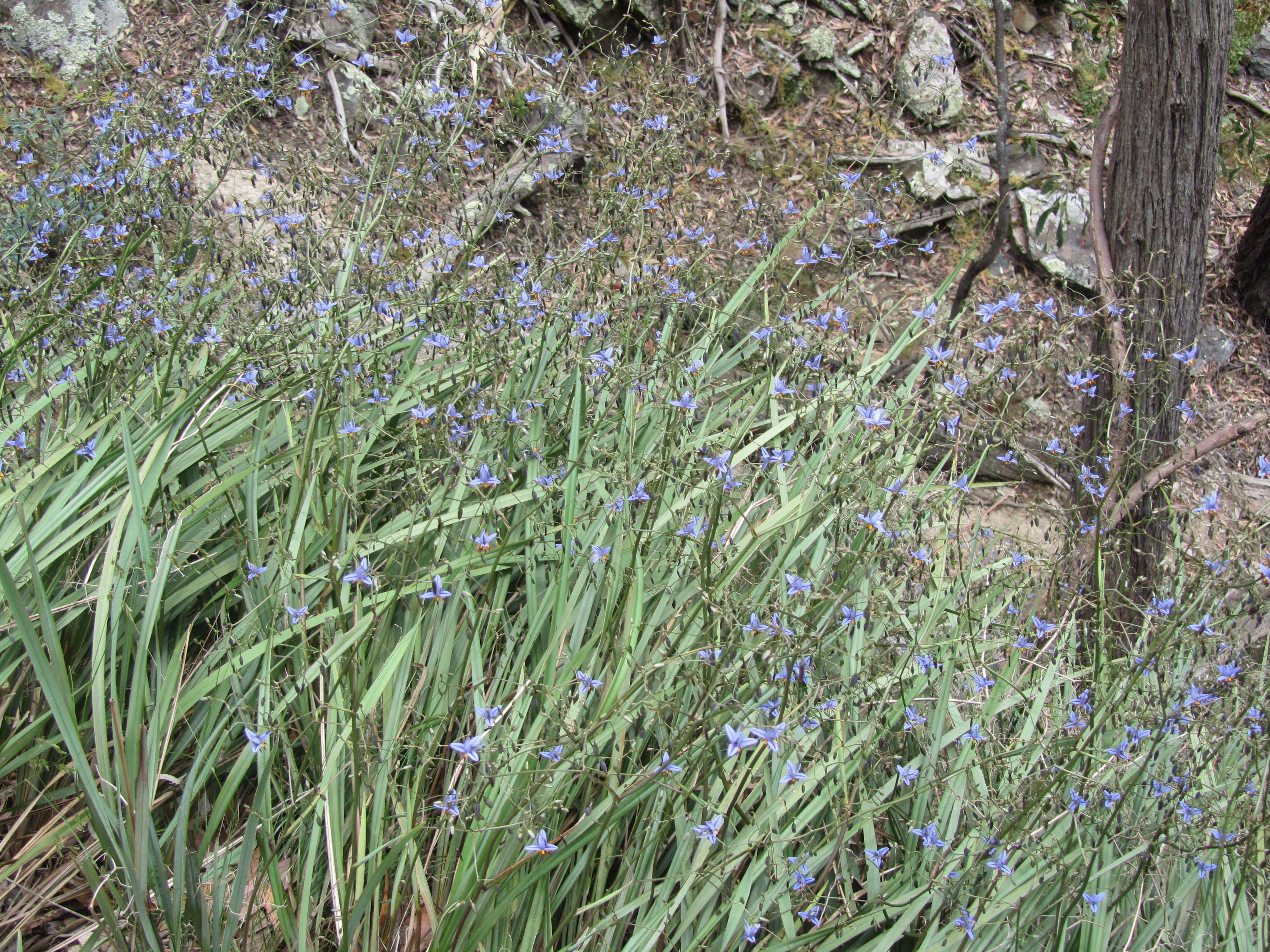 Image of Dianella revoluta var. revoluta