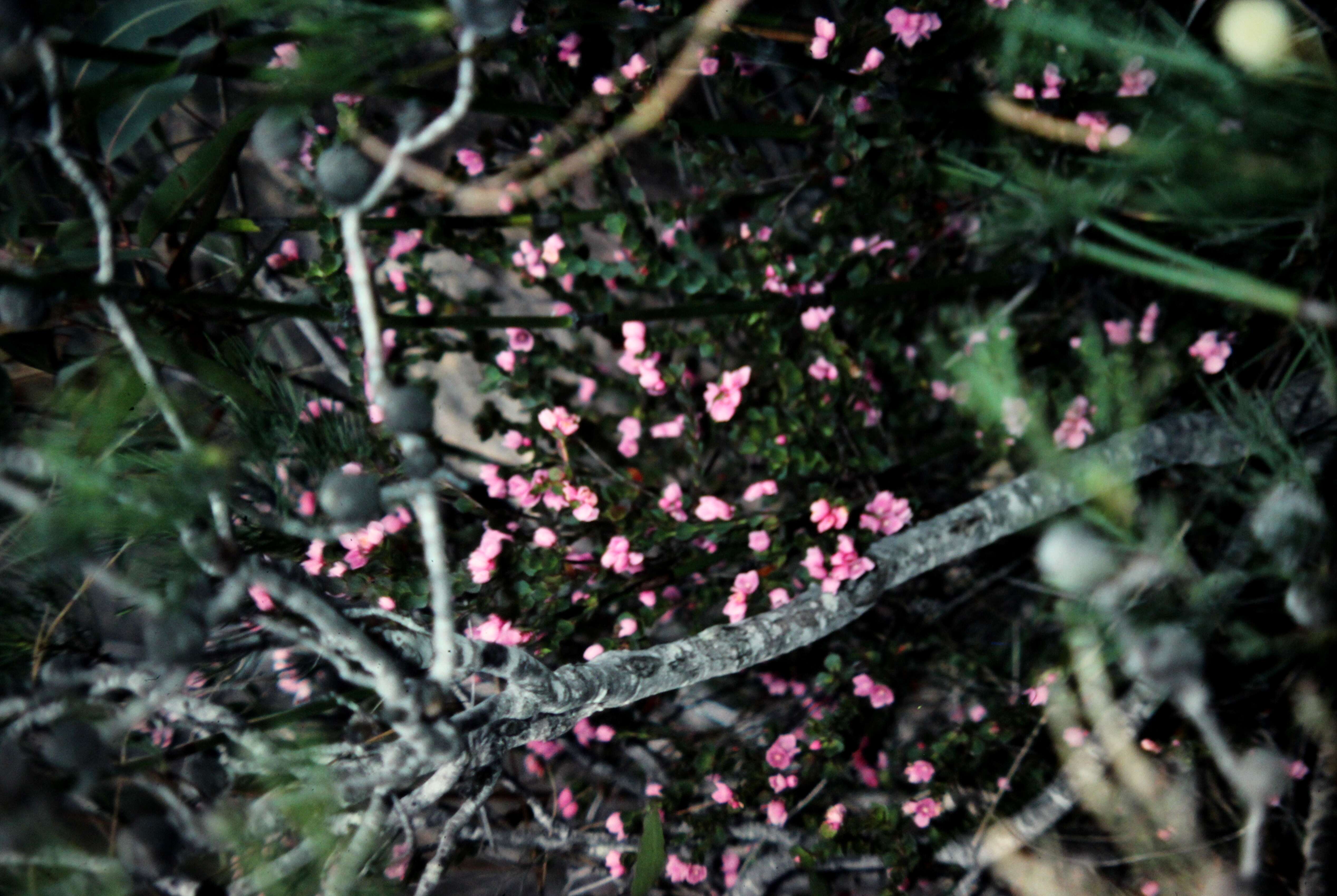 Boronia serrulata Sm. resmi