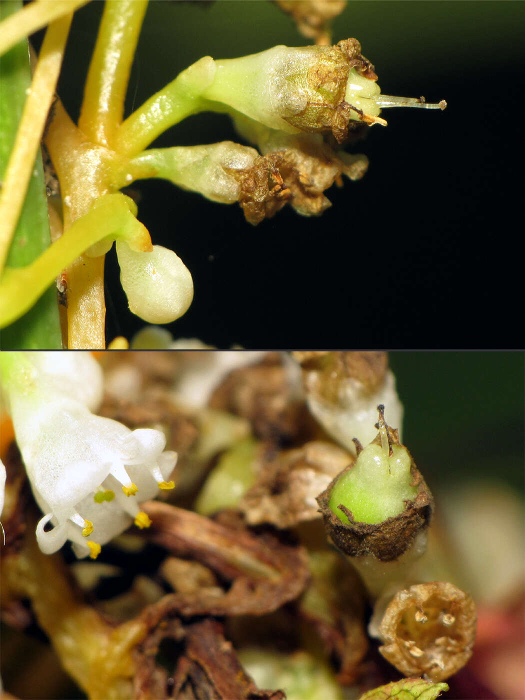 Image of beaked dodder