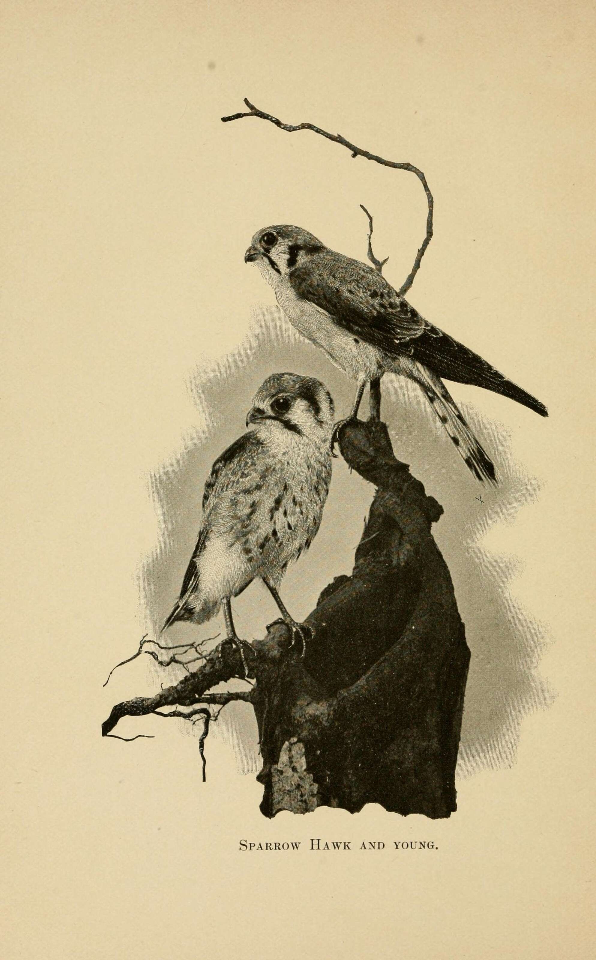 Image of American Kestrel