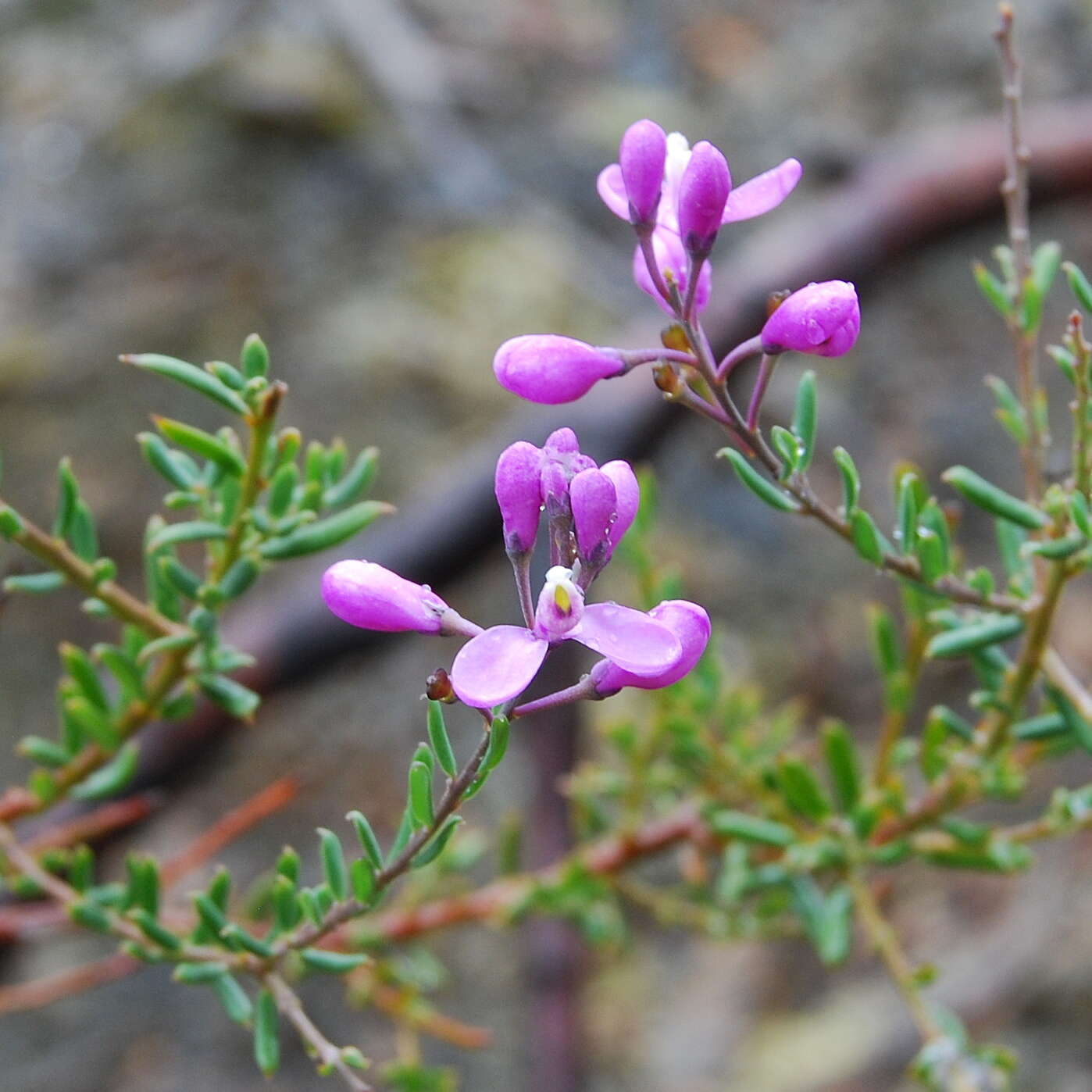 Image of milkwort