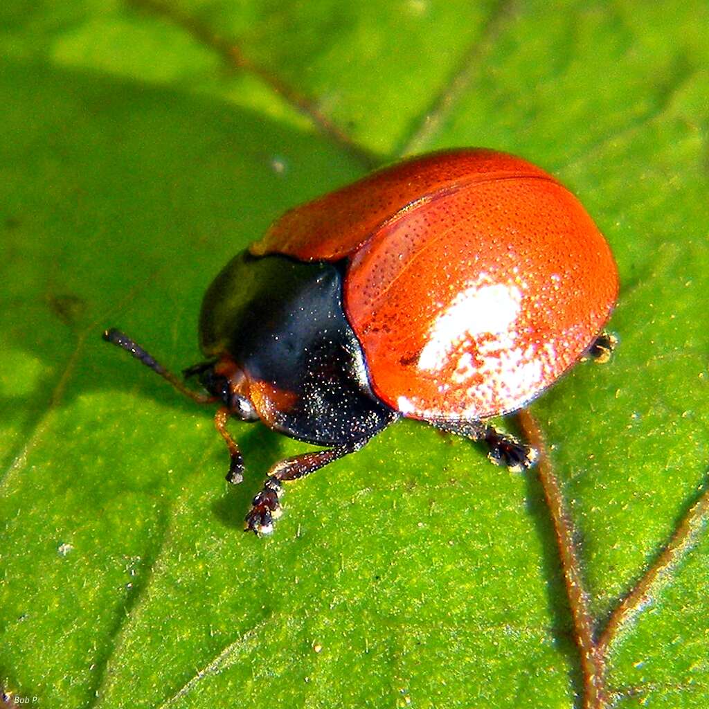 Image of Tortoise beetle