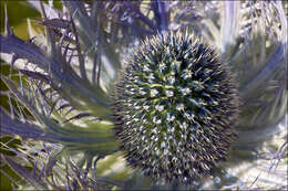 Image of eryngo