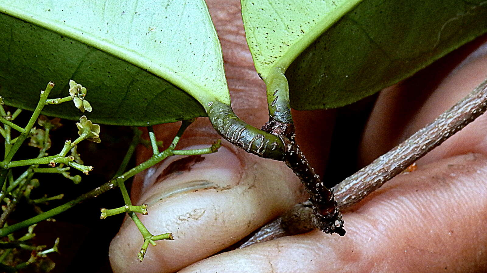 Tontelea mauritioides (A. C. Sm.) A. C. Sm.的圖片