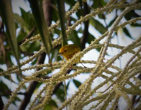 Image of Mangrove Warbler