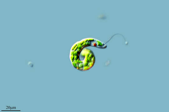 Image de Euglena deses