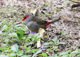 Image of Red-browed Finch