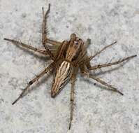 Image of lynx spiders