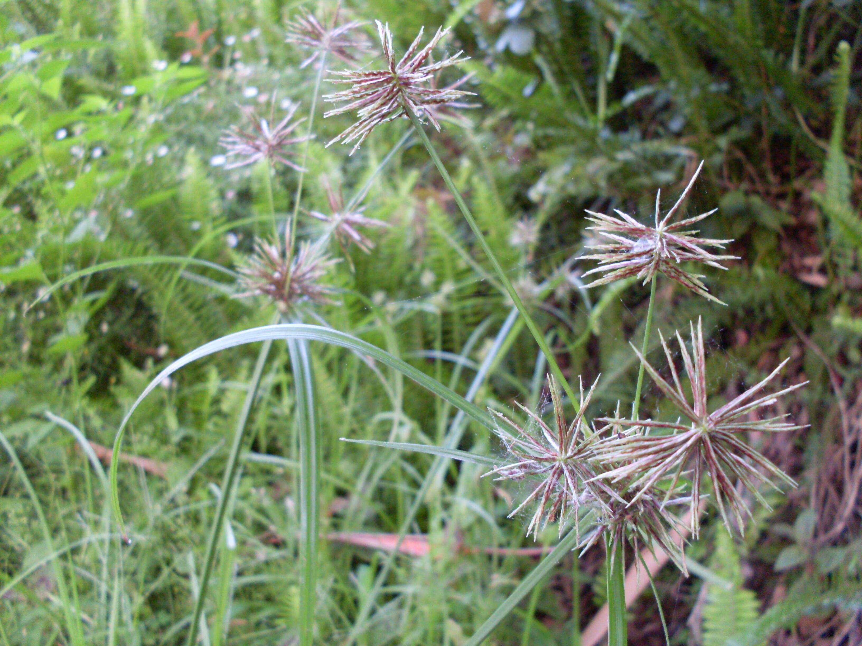 Image of clustered flatsedge