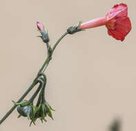 Image of Ipomoea cholulensis Kunth