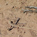 Image of Namaqua Sand Lizard