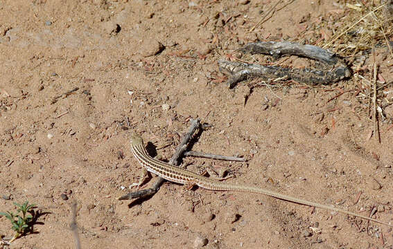 Plancia ëd Pedioplanis namaquensis (Duméril & Bibron 1839)