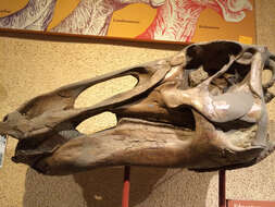 Image of Edmontosaurus Lambe 1917