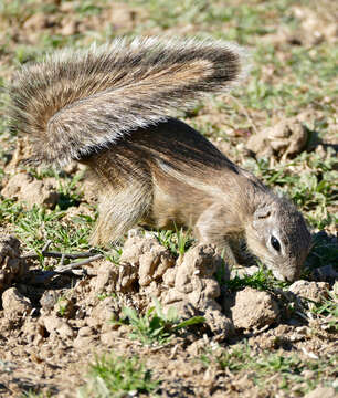 Слика од Xerus subgen. Geosciurus Smith 1834