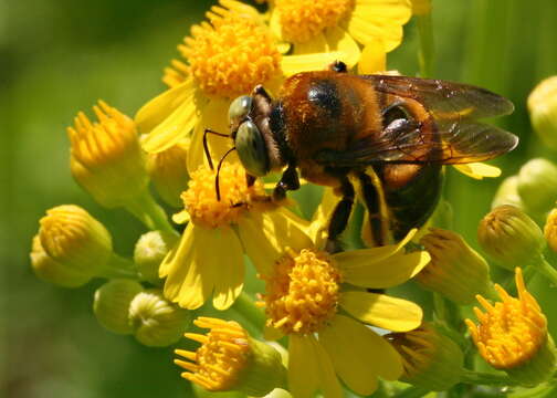 Image de Xylocopa micans Lepeletier 1841