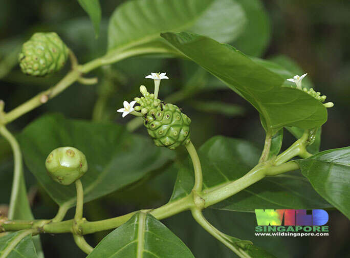 Image of Morinda