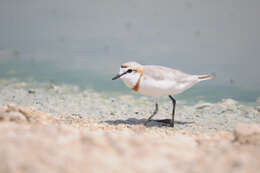 Image of Chestnut-banded Plover