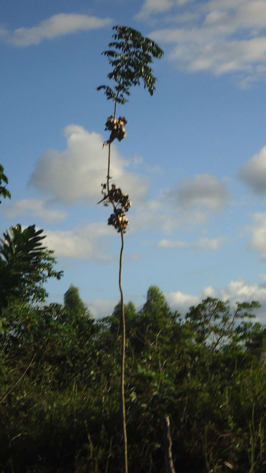 Imagem de Jacaranda jasminoides (Thunb.) Sandwith