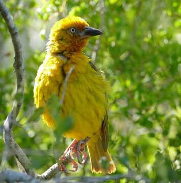 Image of Cape Weaver