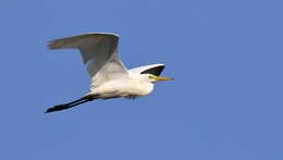 Image of Intermediate Egret