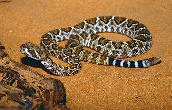 Image of Western Diamond-backed Rattlesnake