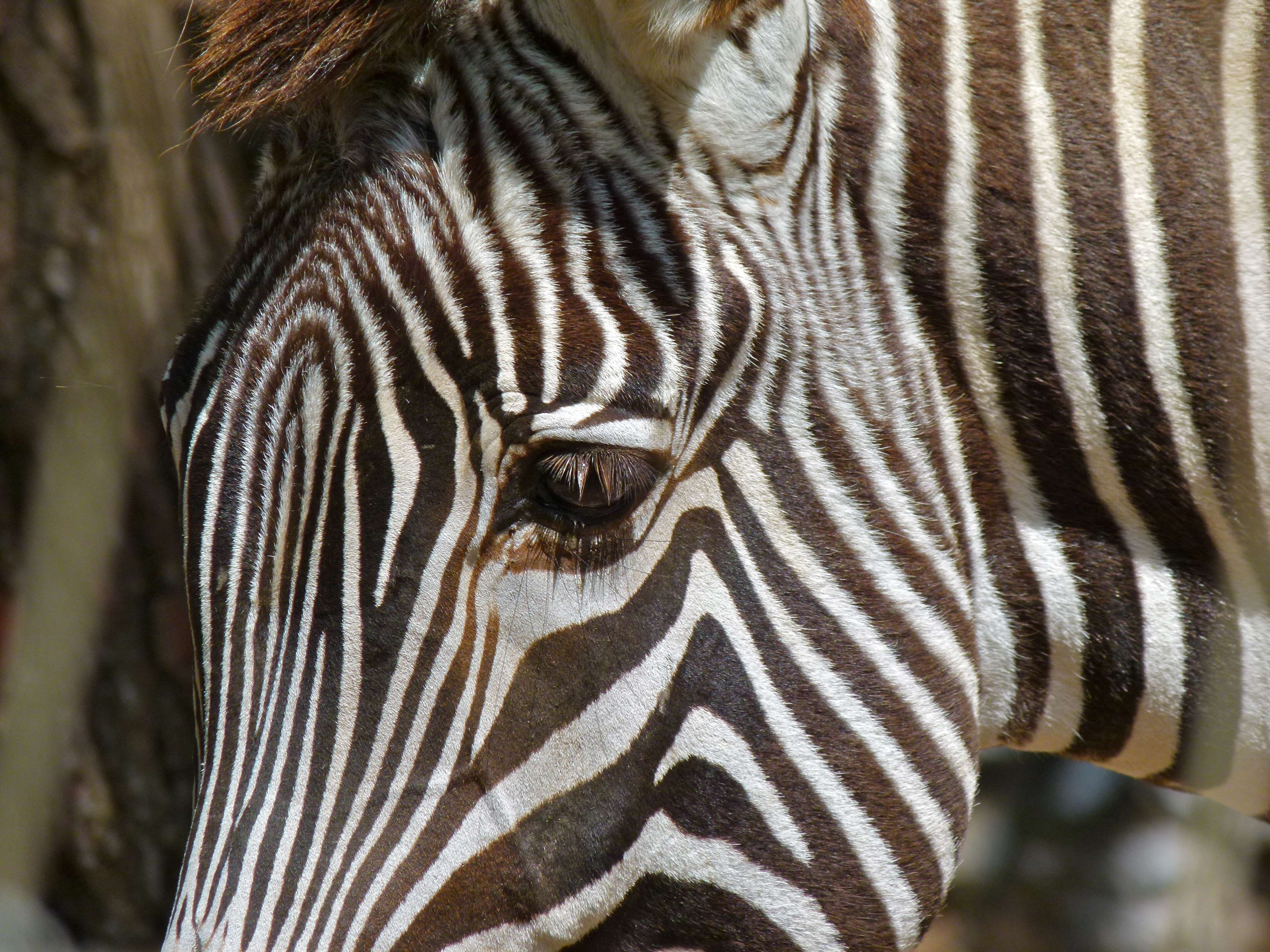 Image of zebra