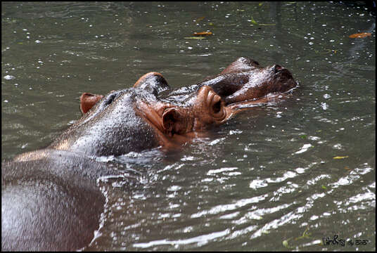 Image of Common Hippopotamus