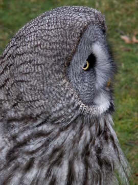 Image of Great Gray Owl