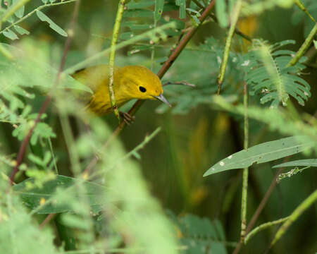 Image of Mangrove Warbler