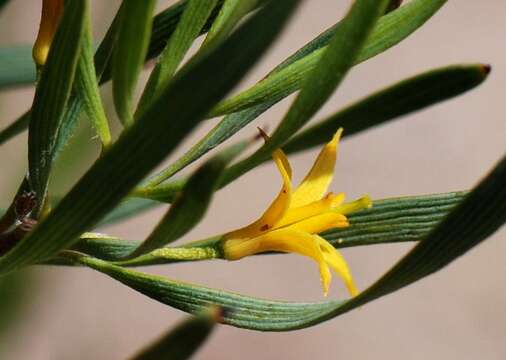 Image of Persoonia quinquenervis Hook.