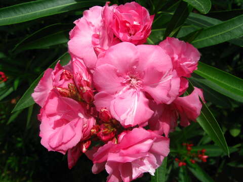 Image of oleander