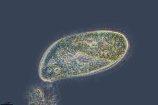 Image of Parameciidae