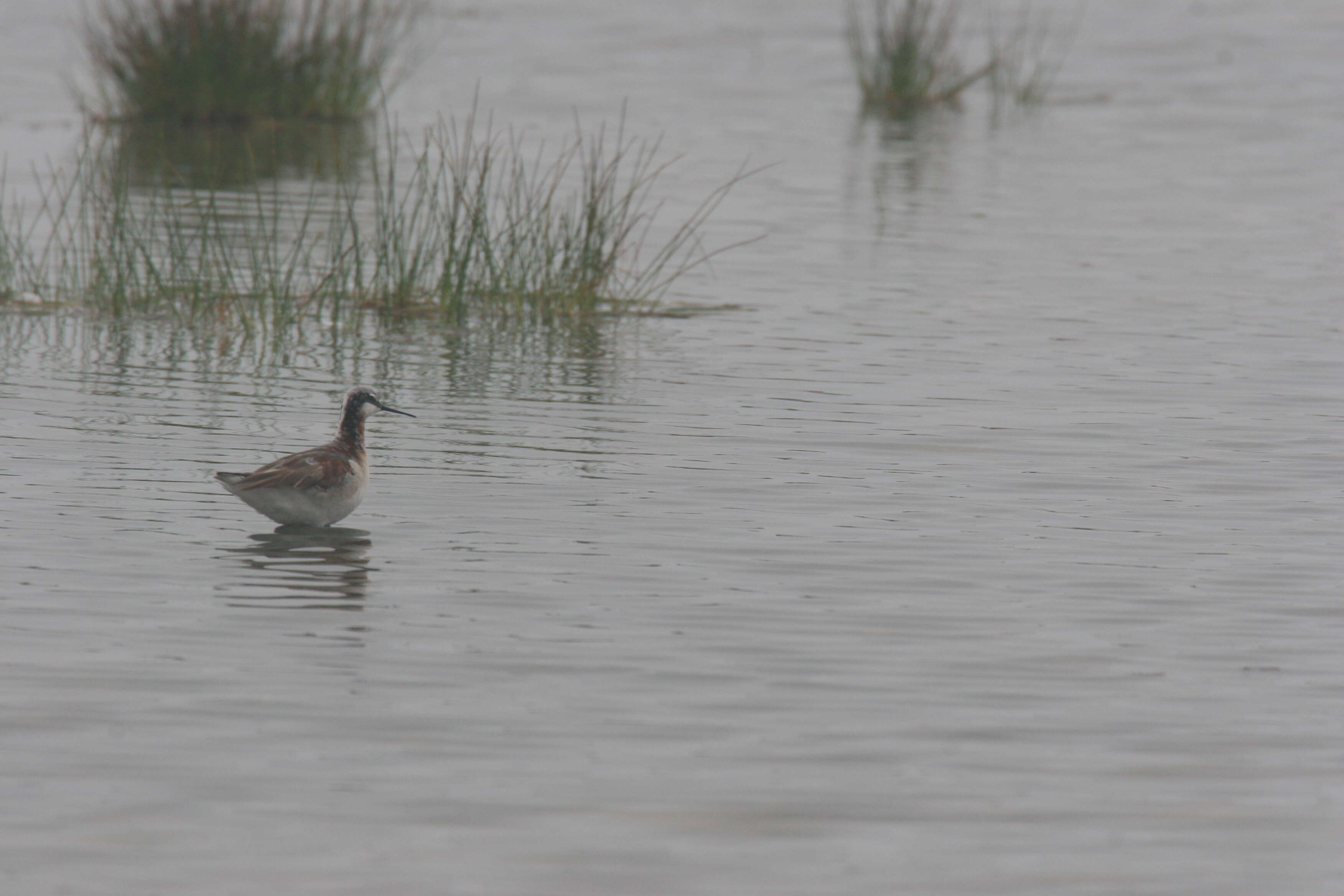 Image of Wilson's Phalarope