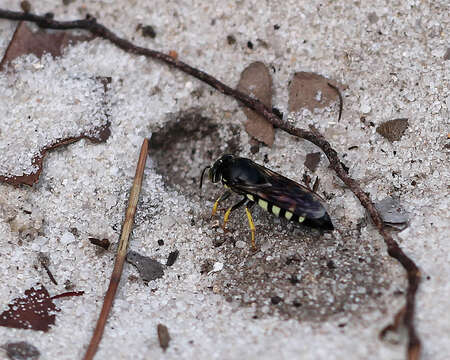 Plancia ëd Bicyrtes quadrifasciatus (Say 1824)