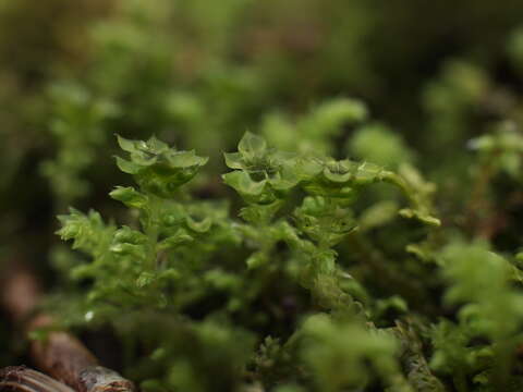 Image of leucolepis umbrella moss