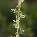 Image of Prasophyllum olidum D. L. Jones