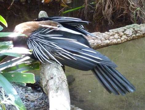 Image de Anhinga d'Afrique