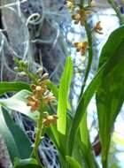 Image of Prosthechea ochracea (Lindl.) W. E. Higgins