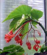 Слика од Begonia macduffieana L. B. Sm. & B. G. Schub.