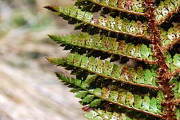 Imagem de Polystichum vestitum (G. Forst.) C. Presl