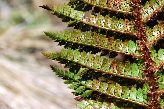 Sivun Polystichum vestitum (G. Forst.) C. Presl kuva