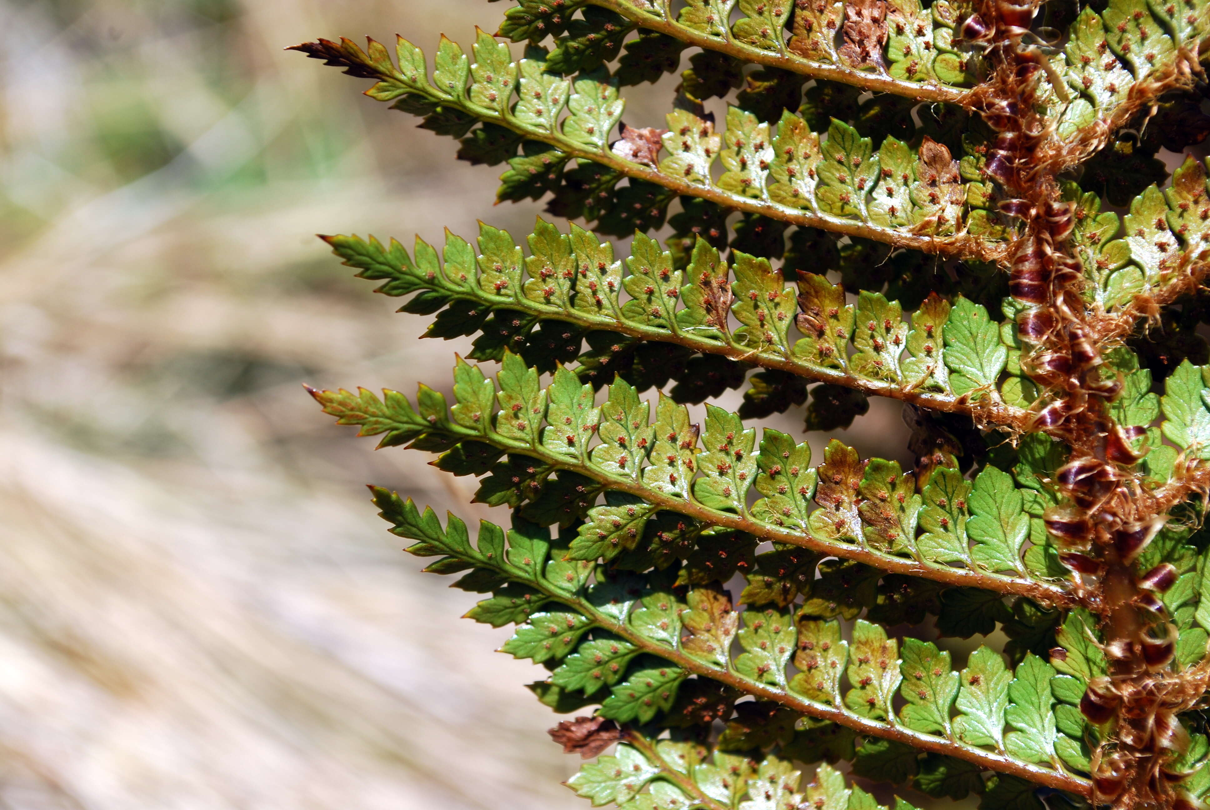 Image of Polystichum vestitum (G. Forst.) C. Presl