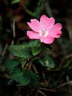 Image of Pavonia rosa-campestris A. St.-Hil.