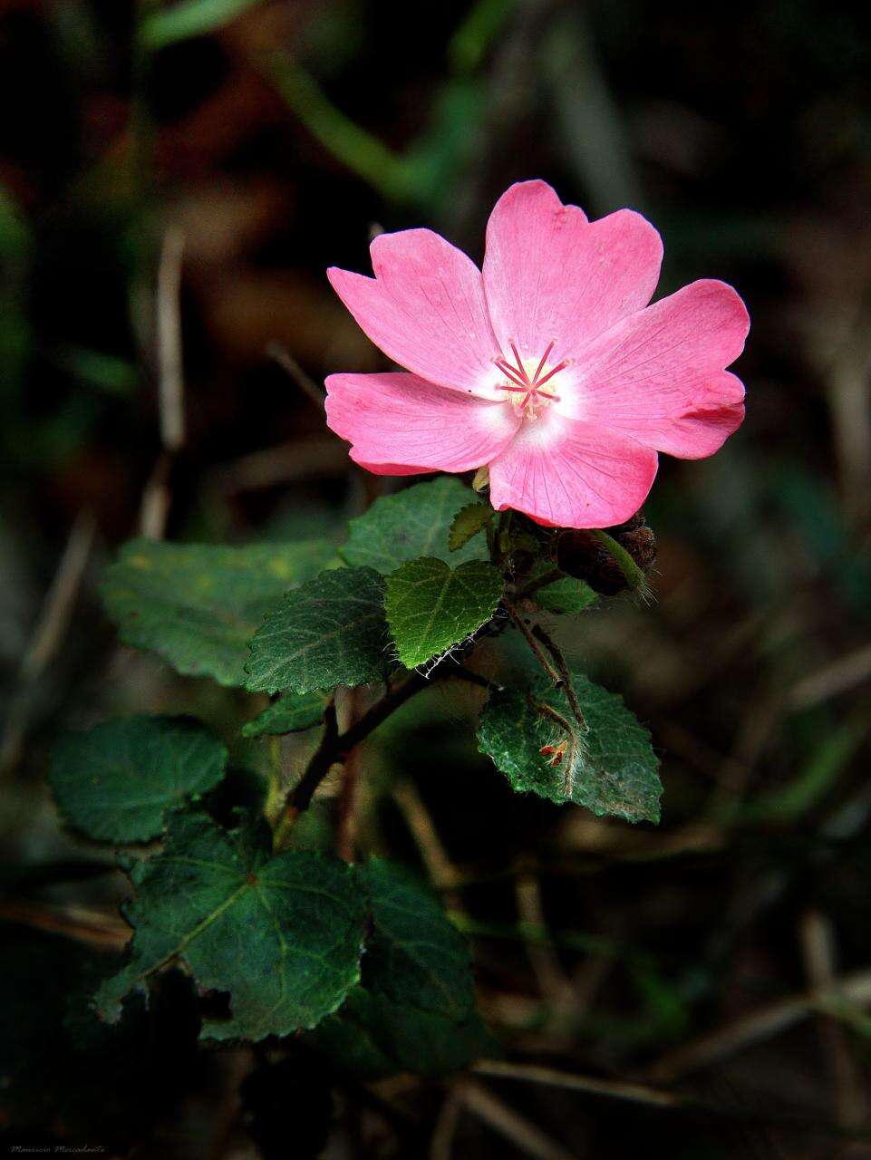 Image of Pavonia rosa-campestris A. St.-Hil.