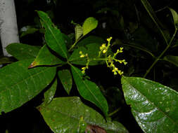 Plancia ëd Psychotria solitudinum Standl.