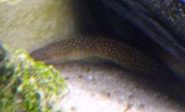 Image of Freshwater moray