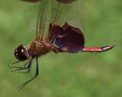 Tramea carolina (Linnaeus 1763) resmi